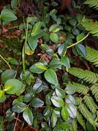 Image of Peperomia tenuipes Trel.