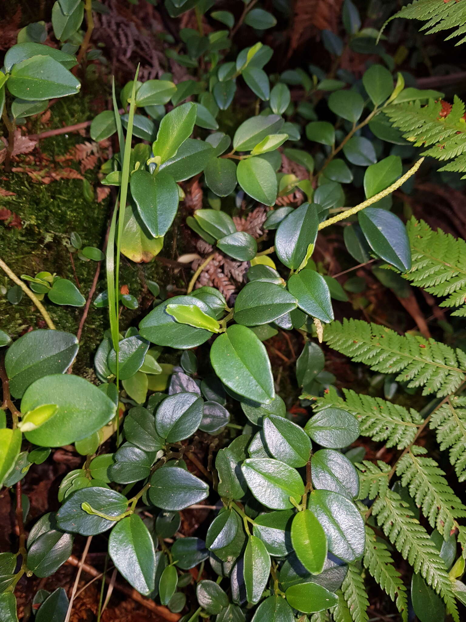 Image of Peperomia tenuipes Trel.