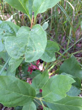 Image of twinberry honeysuckle