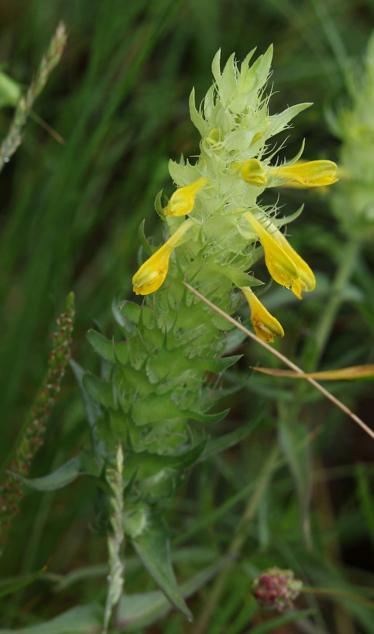 Image of Melampyrum carstiense (Ronn.) Fritsch