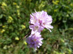 صورة Armeria saviana Selvi