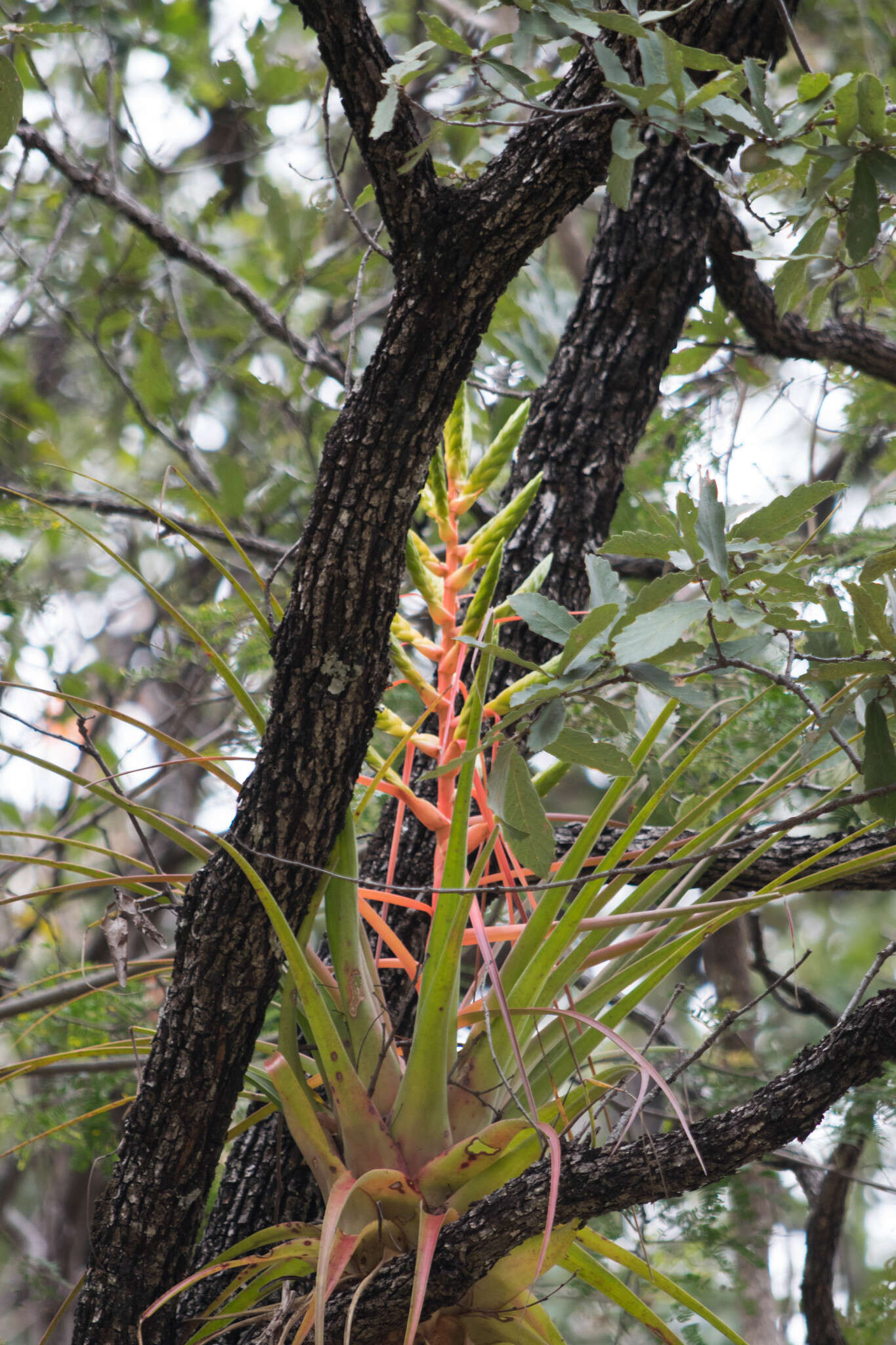 Image of Tillandsia werner-rauhiana Koide & Takiz.