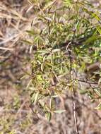 Image of Searsia rigida (Mill.) F. A. Barkley