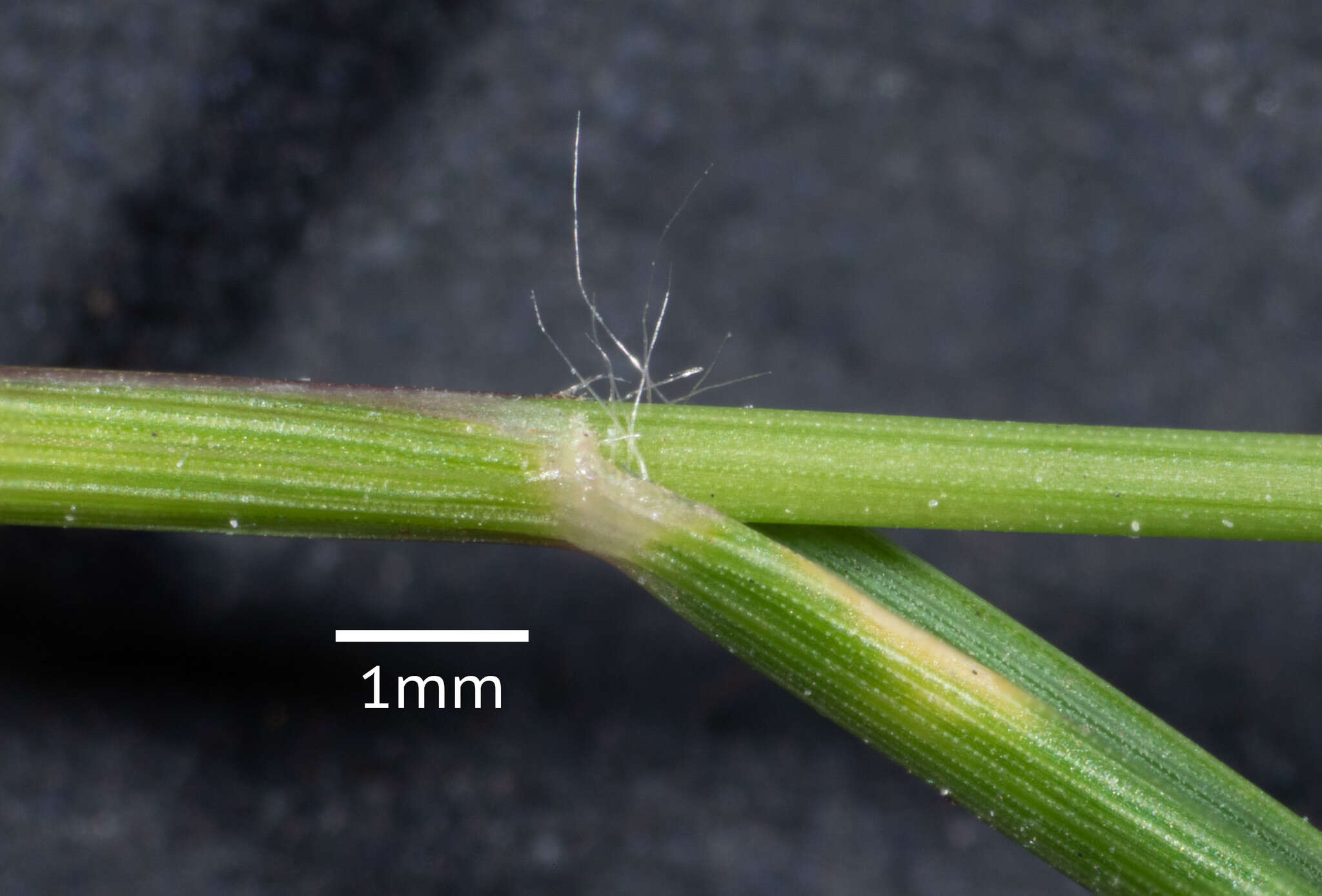 Image of Australian lovegrass