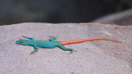 Image of Transvaal Flat Lizard