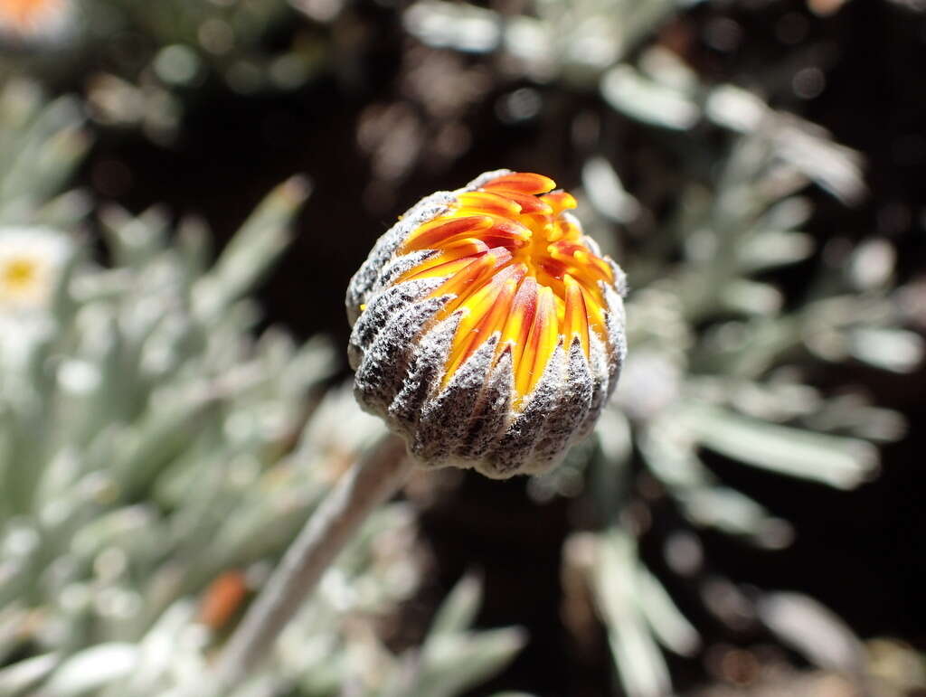 Imagem de Euryops othonnoides (DC.) B. Nordenst.