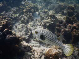 Image of Narrow-lined Puffer