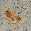 Image of Cyclophora albiocellaria Hübner 1789