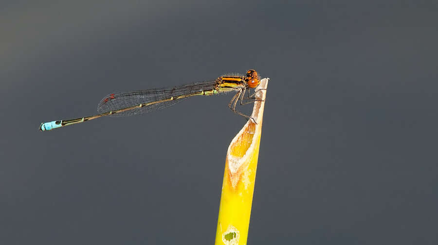 Image of Acanthagrion adustum Williamson 1916