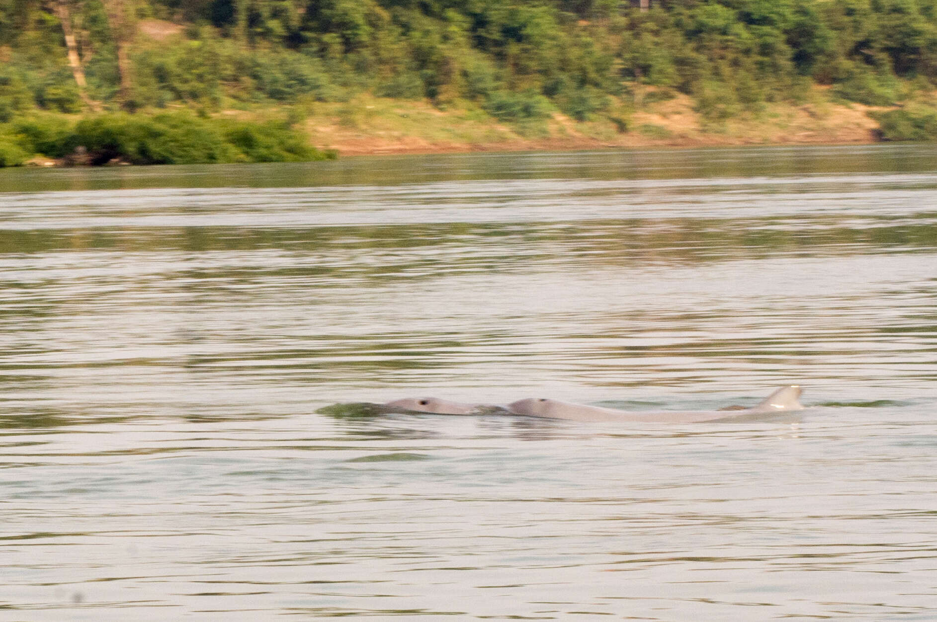 Image of Snubfin Dolphins