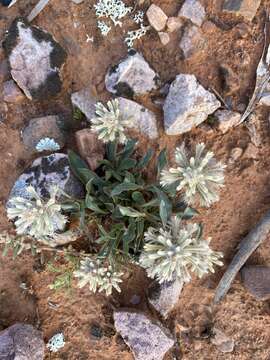 <i>Ptilotus angustifolius</i>的圖片