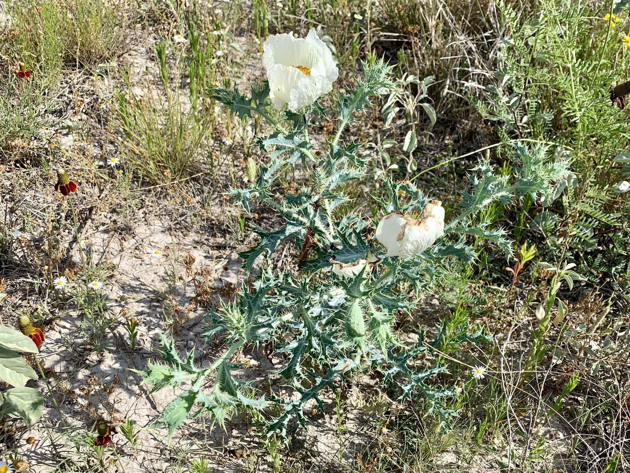 Image of hedgehog pricklypoppy