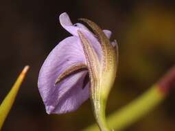 Image of Psoralea trullata C. H. Stirt.