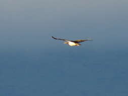 Image of Ludwig's Bustard