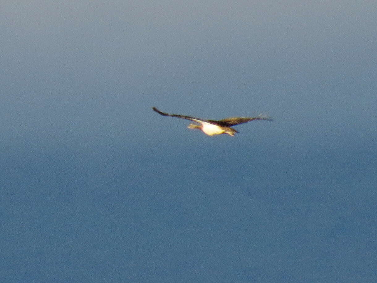 Image of Ludwig's Bustard