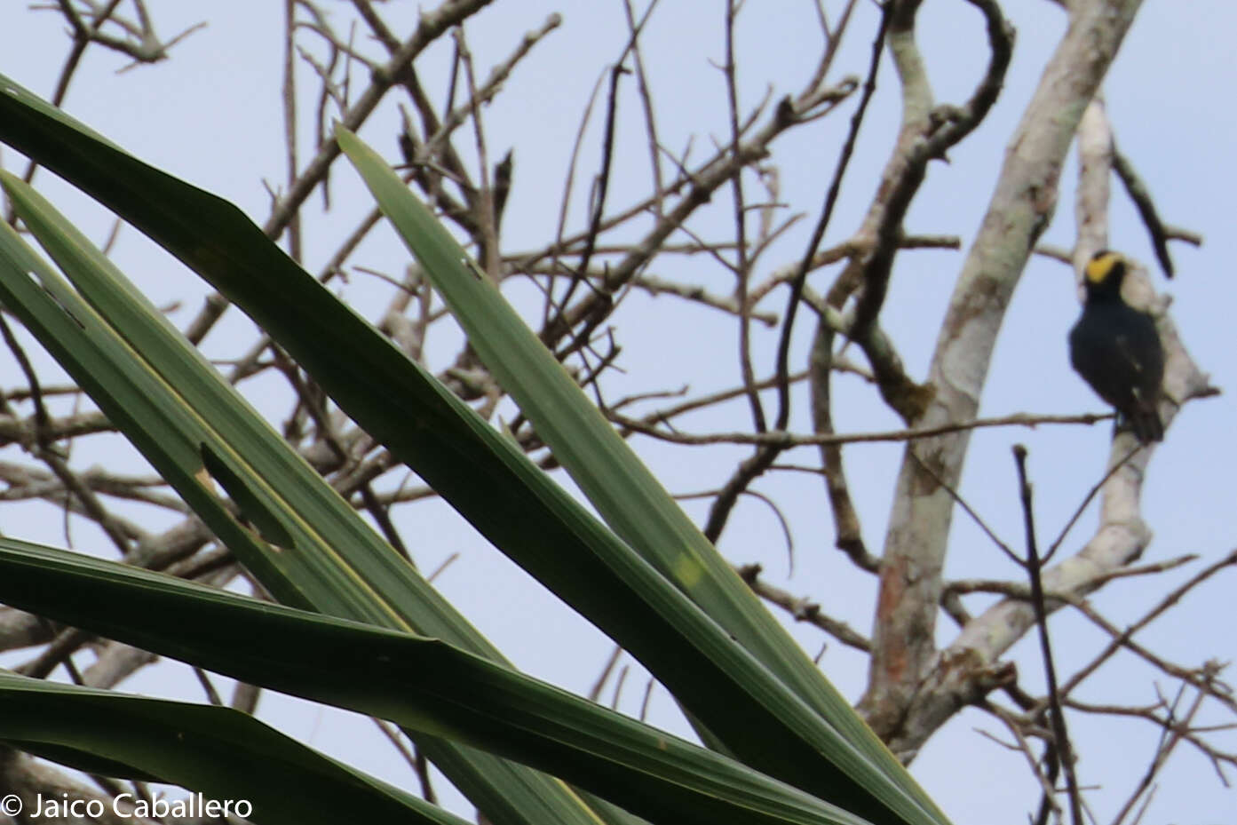 Image of Tellow-tufted Woodpecker