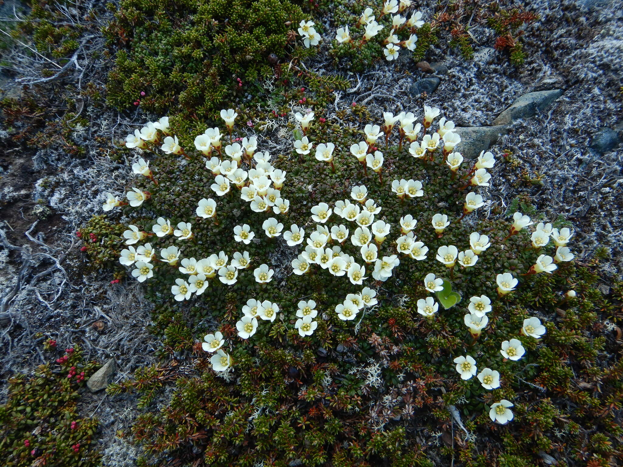 Imagem de Diapensia lapponica var. obovata F. Schmidt