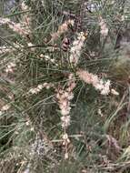 Image of Hakea ulicina R. Br.