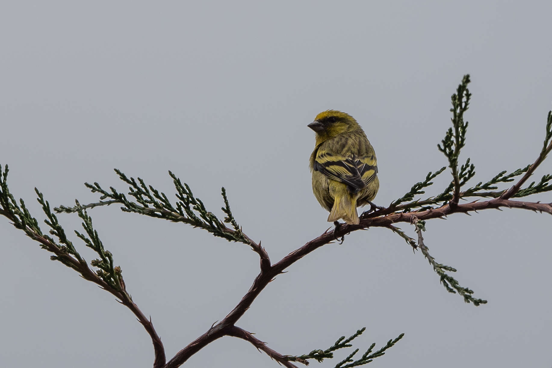 Image of Yellow-crowned Canary