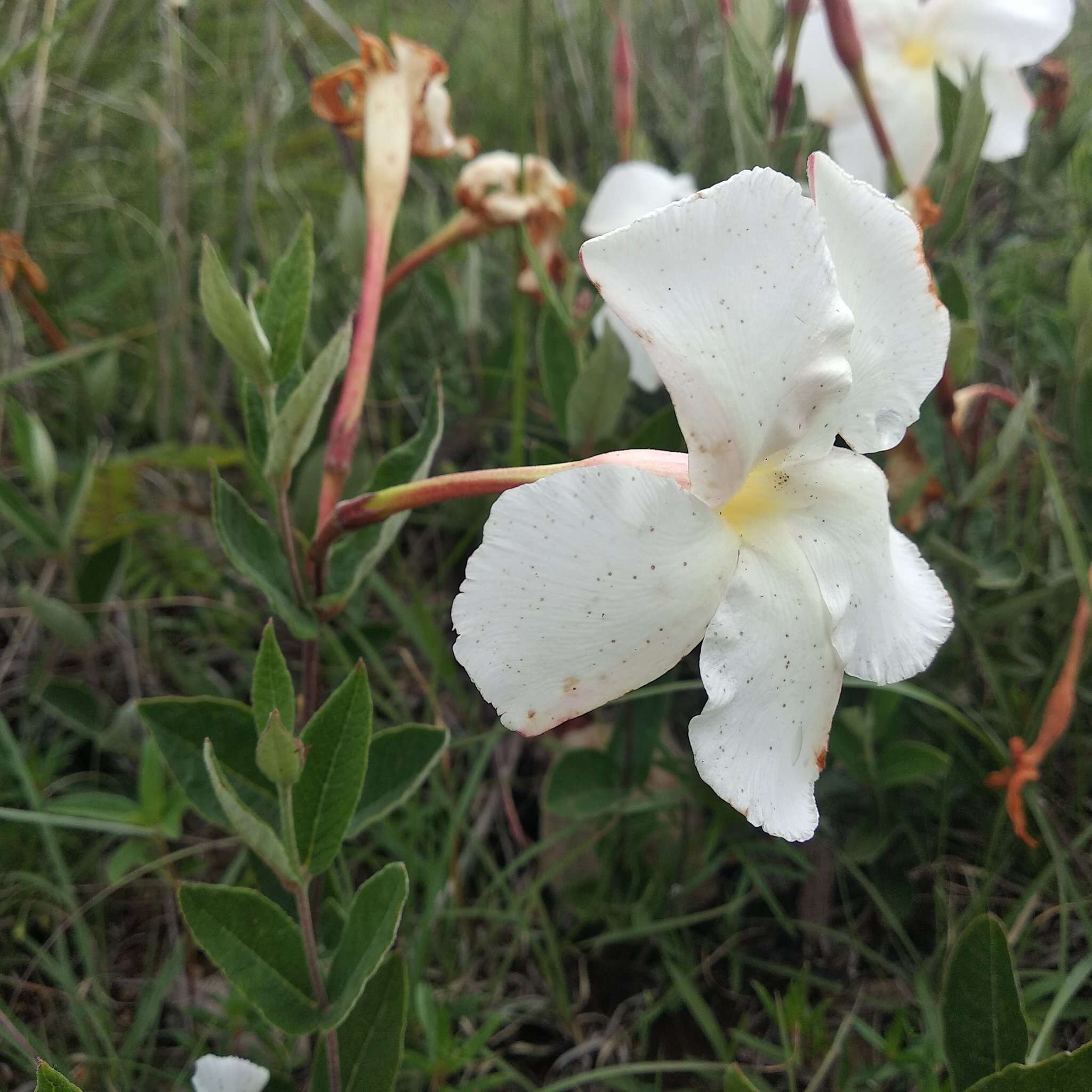 Image of Mandevilla oaxacensis (Henrickson) L. O. Alvarado & J. F. Morales