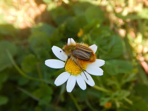 صورة Eulasia (Trichopleurus) pareyssei (Brullé 1832)