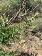 Imagem de Vachellia davyi (N. E. Br.) Kyal. & Boatwr.