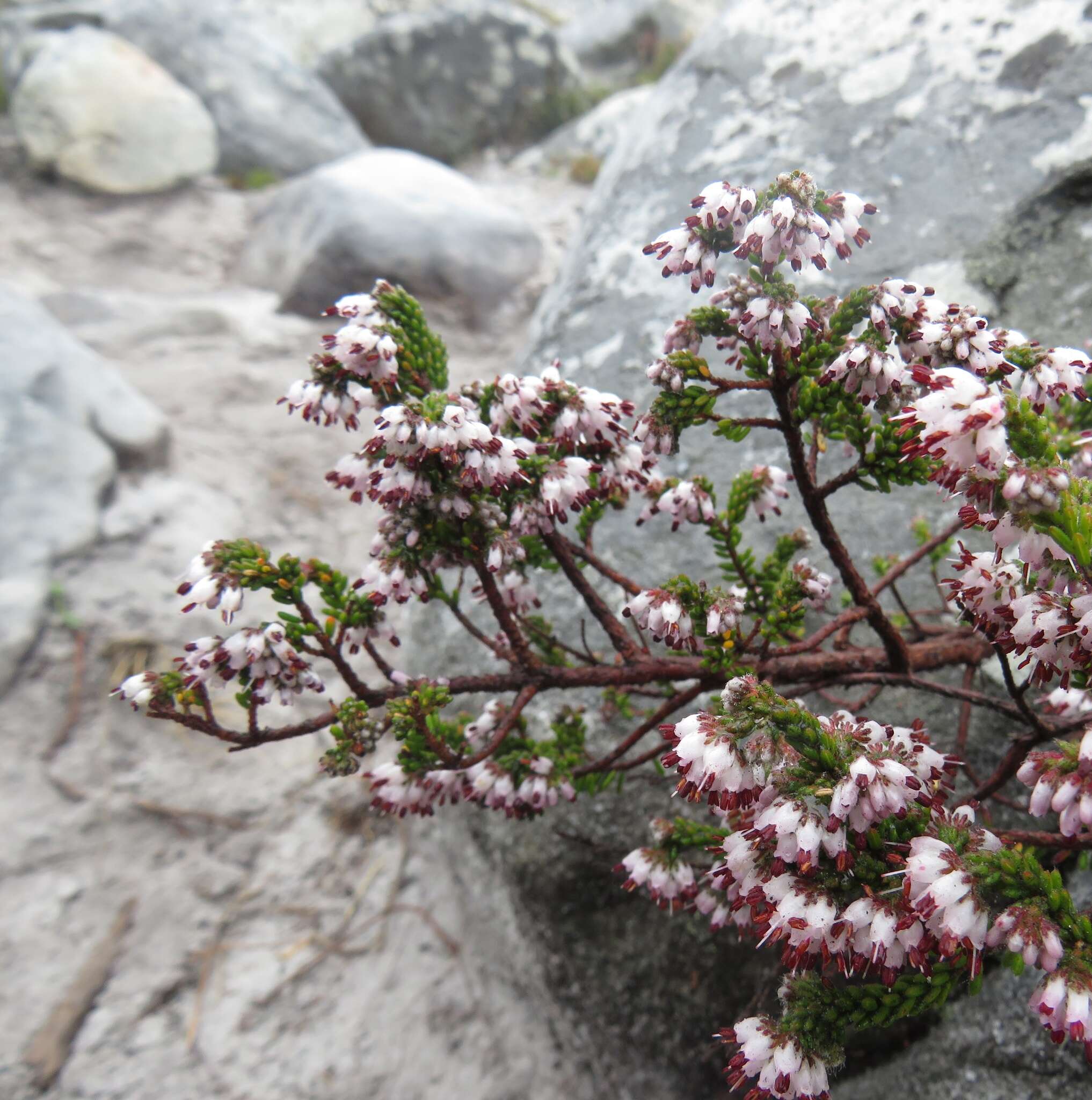 Image of Honey blaeria