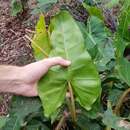 Philodendron quinquenervium Miq. resmi