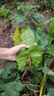 Image of Philodendron quinquenervium Miq.