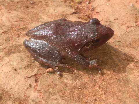 Image of Pseudophilautus wynaadensis (Jerdon 1853)