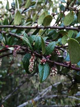 Image of Gaultheria insana (Molina) D. J. Middleton