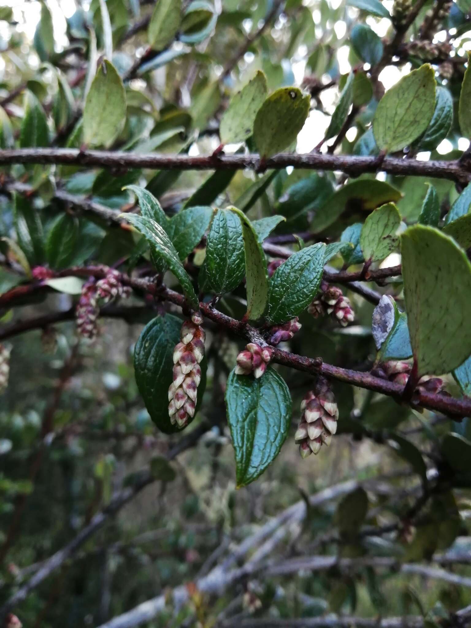 Image de Gaultheria insana (Molina) D. J. Middleton