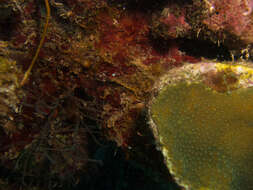 Image of boulder star coral