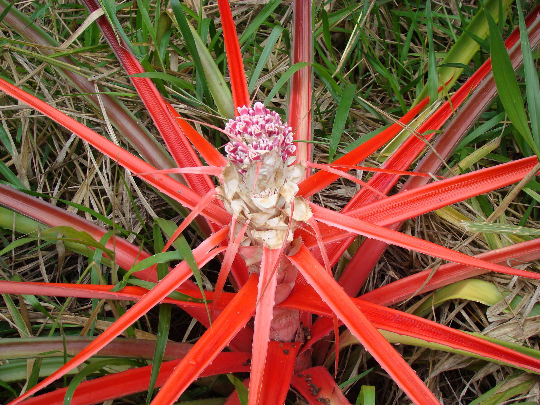 Image of Bromelia balansae Mez