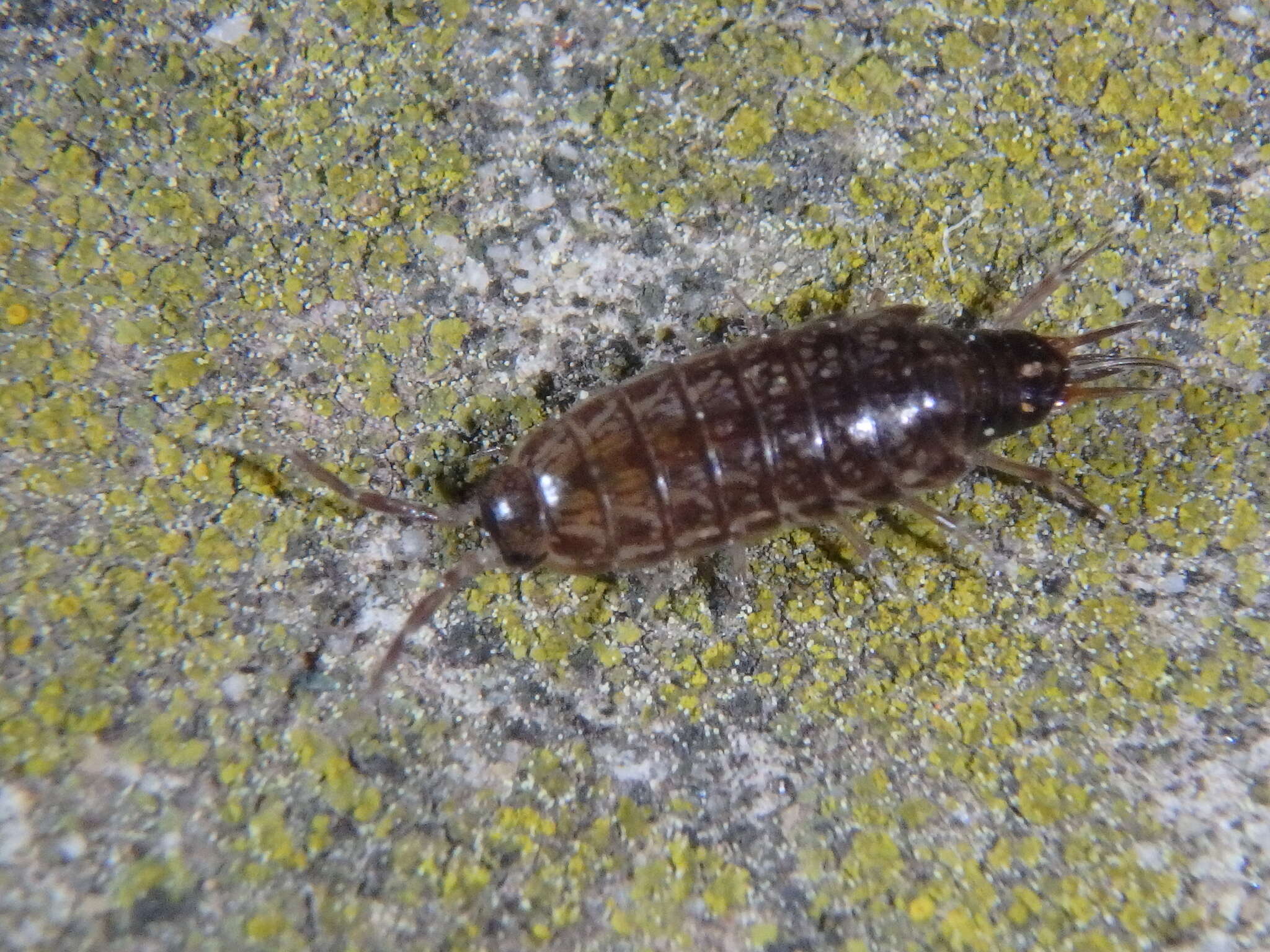 Image of Chaetophiloscia hastata Verhoeff 1929