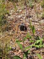 Image of Carolina false vervain