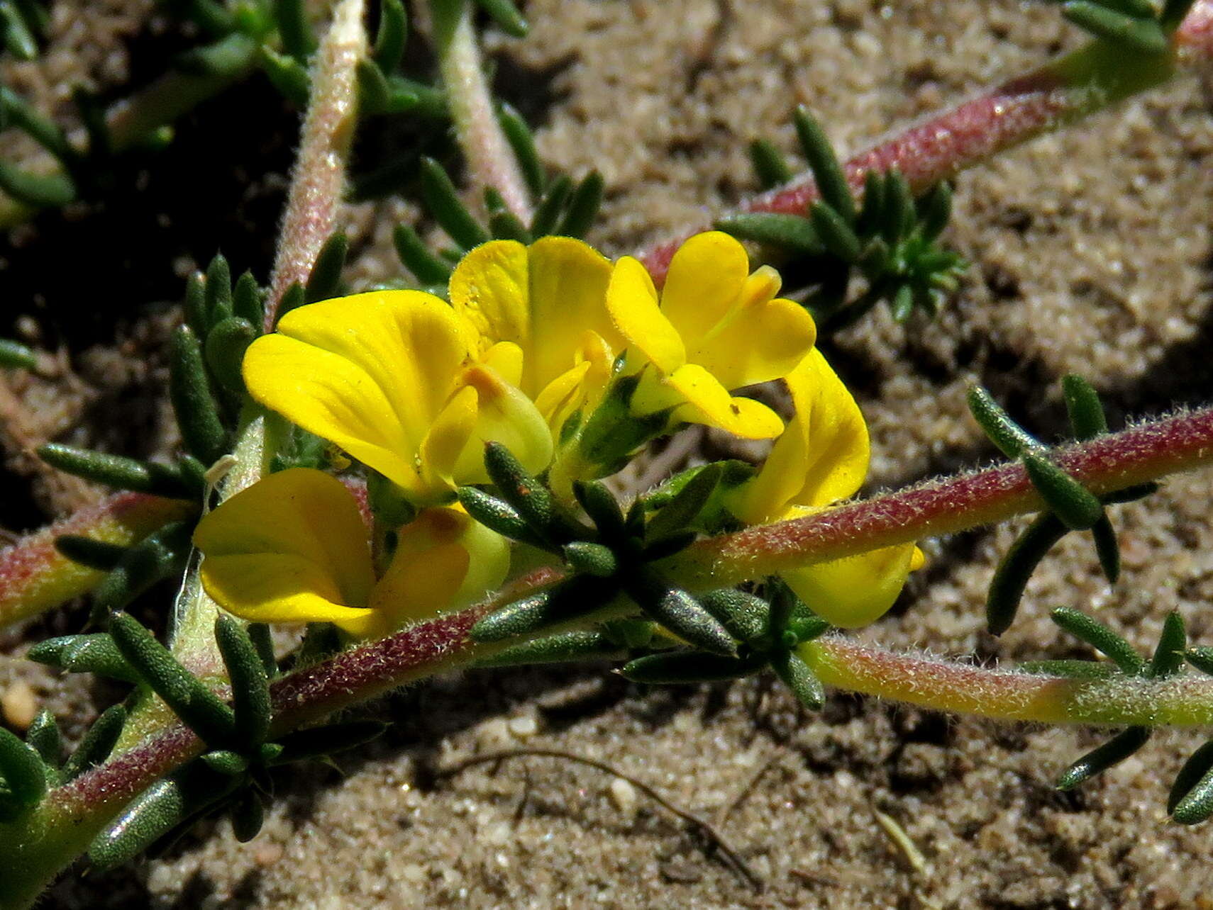 Image of Aspalathus divaricata subsp. divaricata