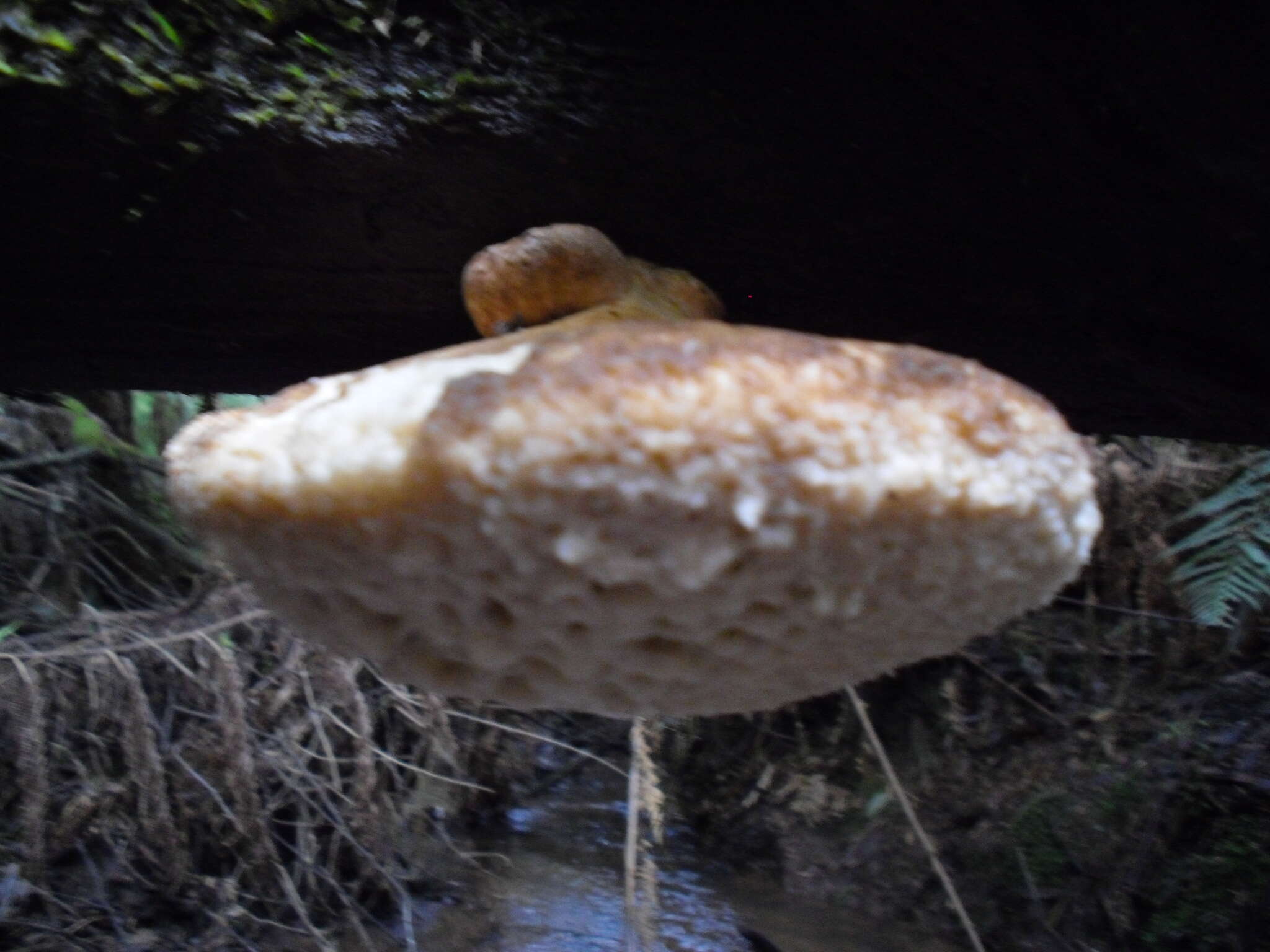 Image of Laetiporus portentosus (Berk.) Rajchenb. 1995