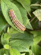 Image of Rhodopsona rutila Jordan 1910