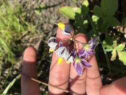 Image of Commerson's nightshade