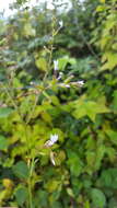 Image of Plumbago pulchella Boiss.