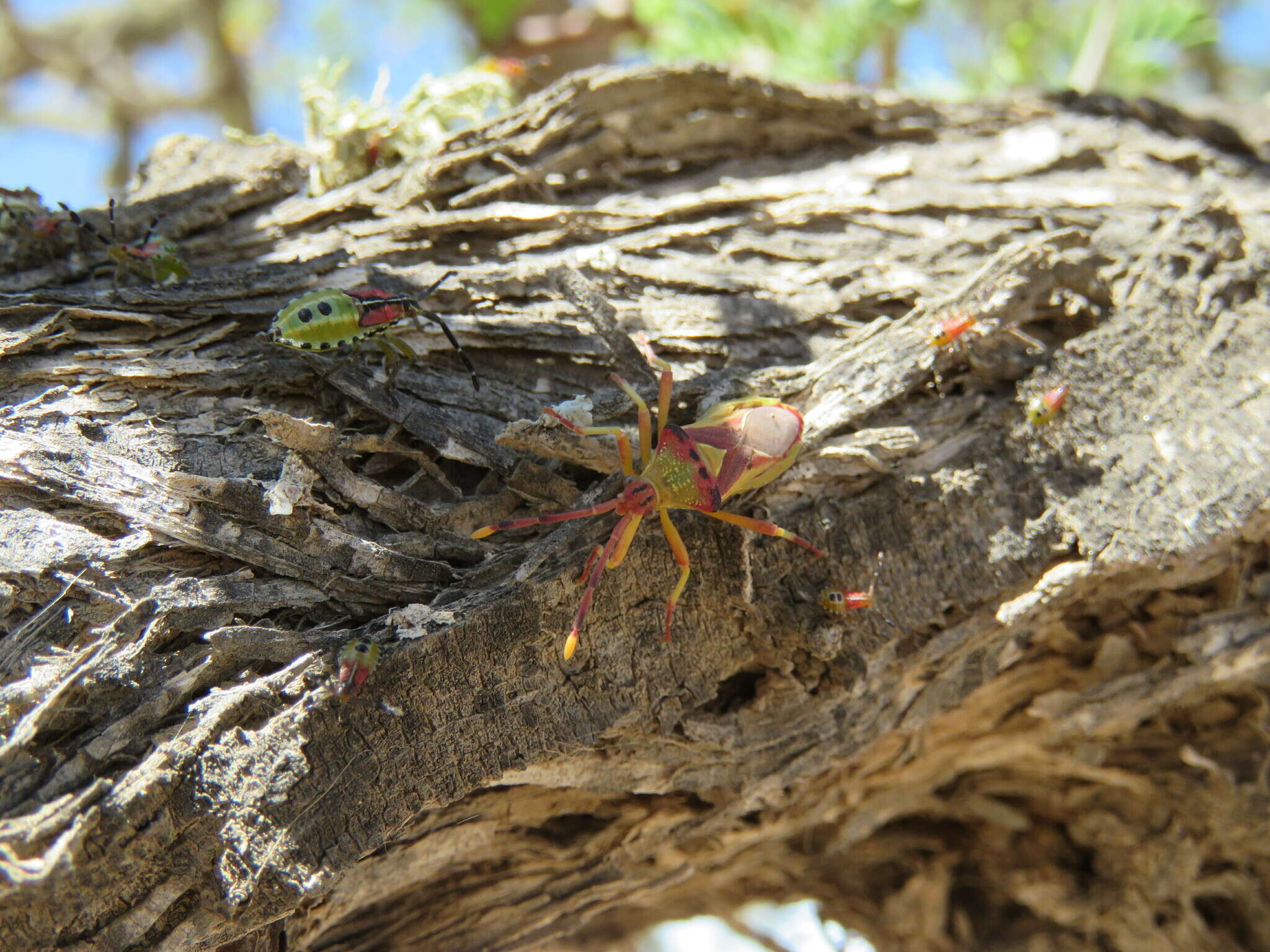 صورة Ceratopachys nigricornis (Germar 1838)