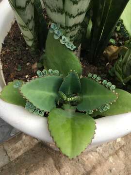 Kalanchoe laetivirens Descoings resmi