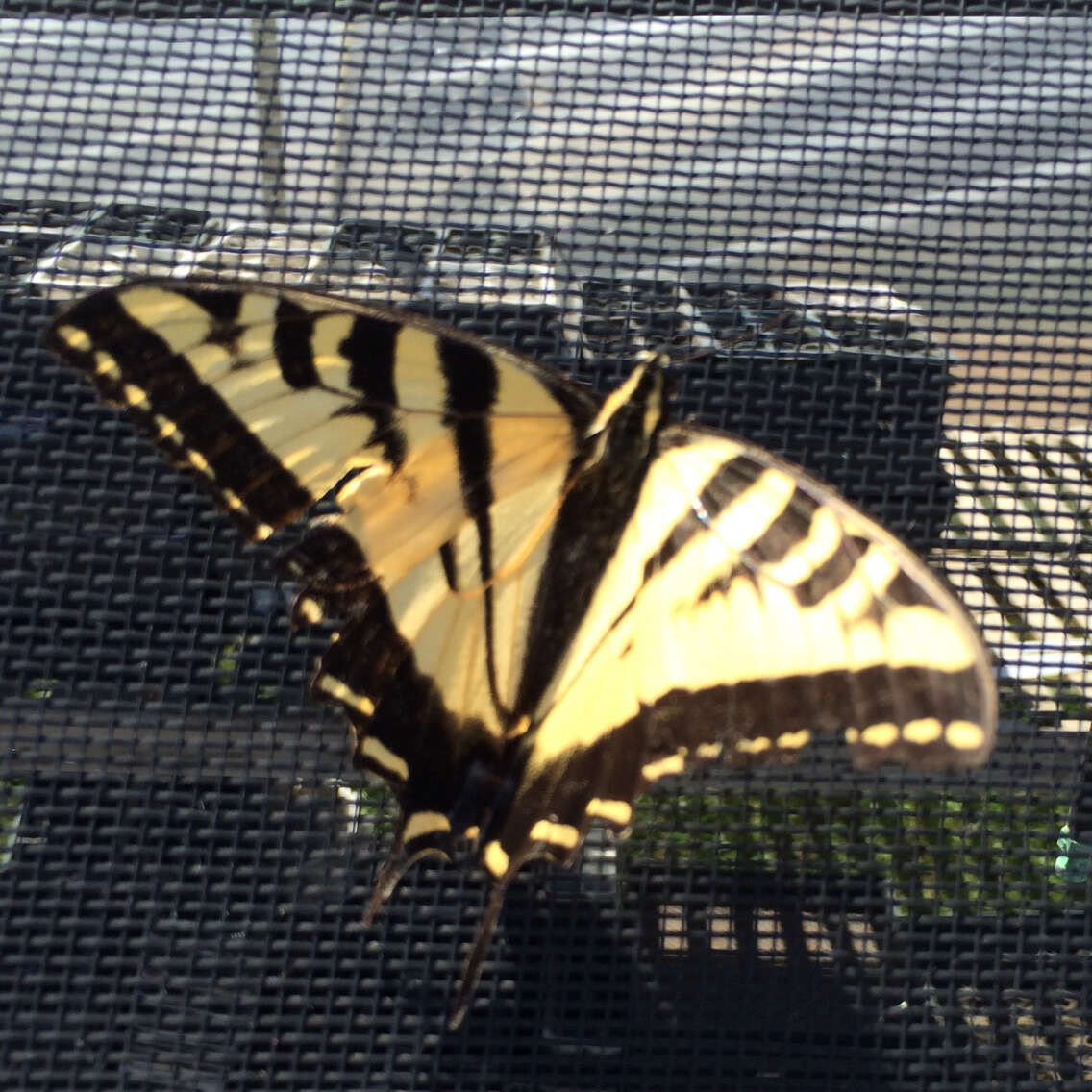 Image of Western Tiger Swallowtail