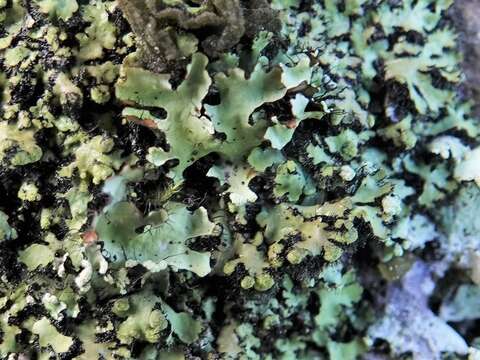 Image of wreath lichen