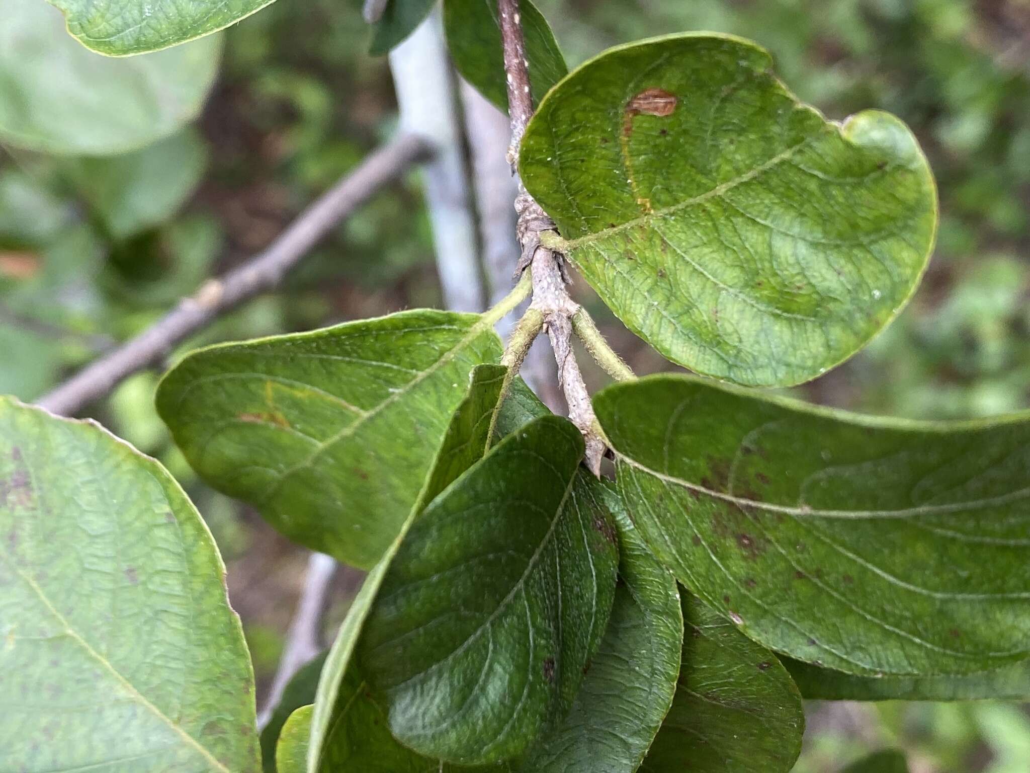 Image of Hammock Velvetseed