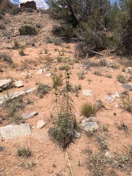 Image de Asclepias rusbyi (Vail) R. E. Woodson