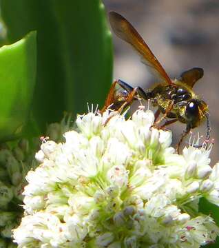 Image of Isodontia elegans (F. Smith 1856)