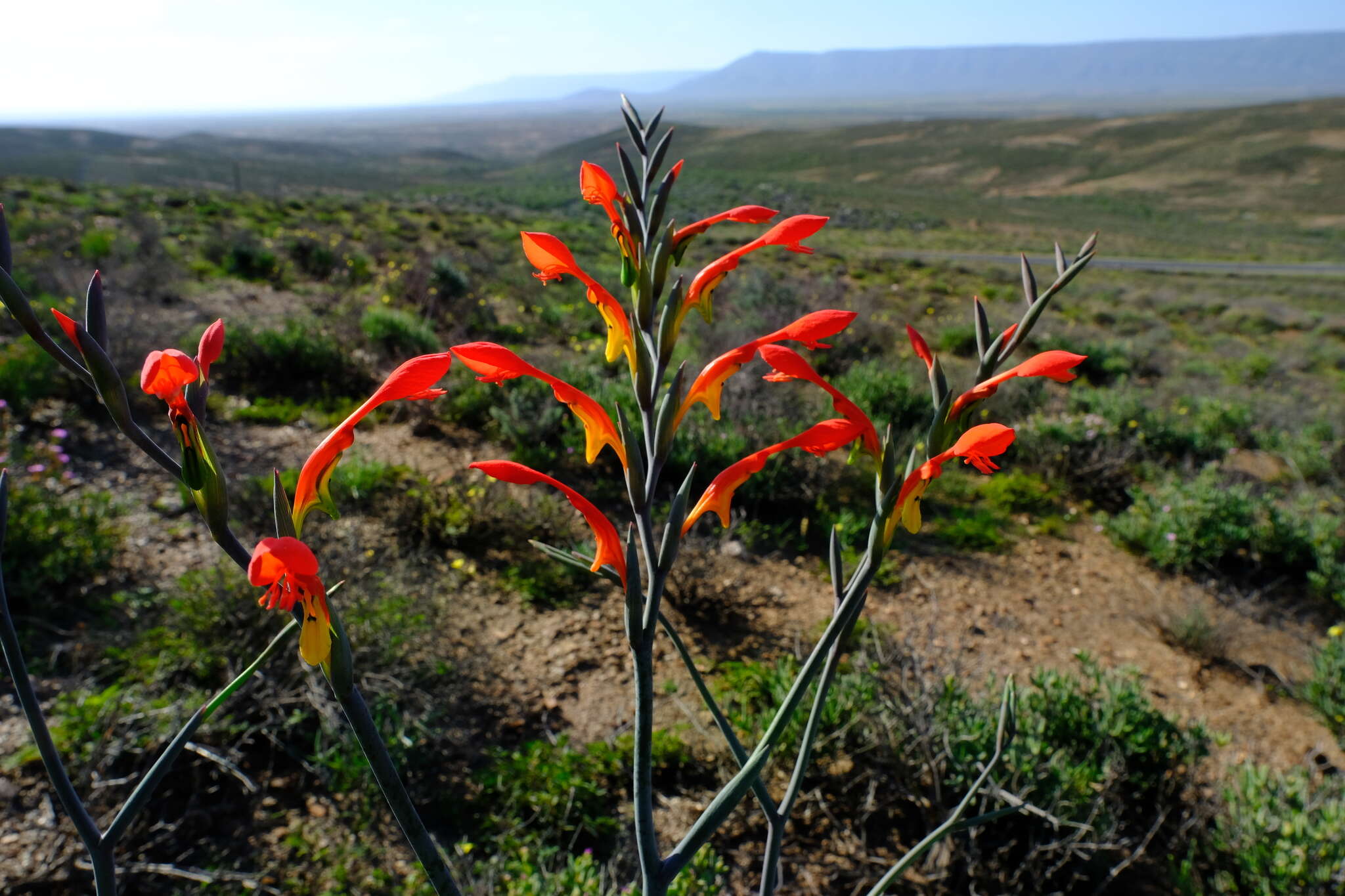 Gladiolus saccatus (Klatt) Goldblatt & M. P. de Vos的圖片