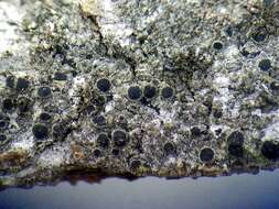 Image of rinodina lichen